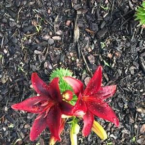 Meet your Posher, Anel